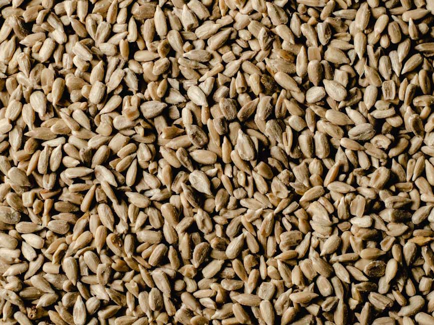A pile of loose sunflower seeds