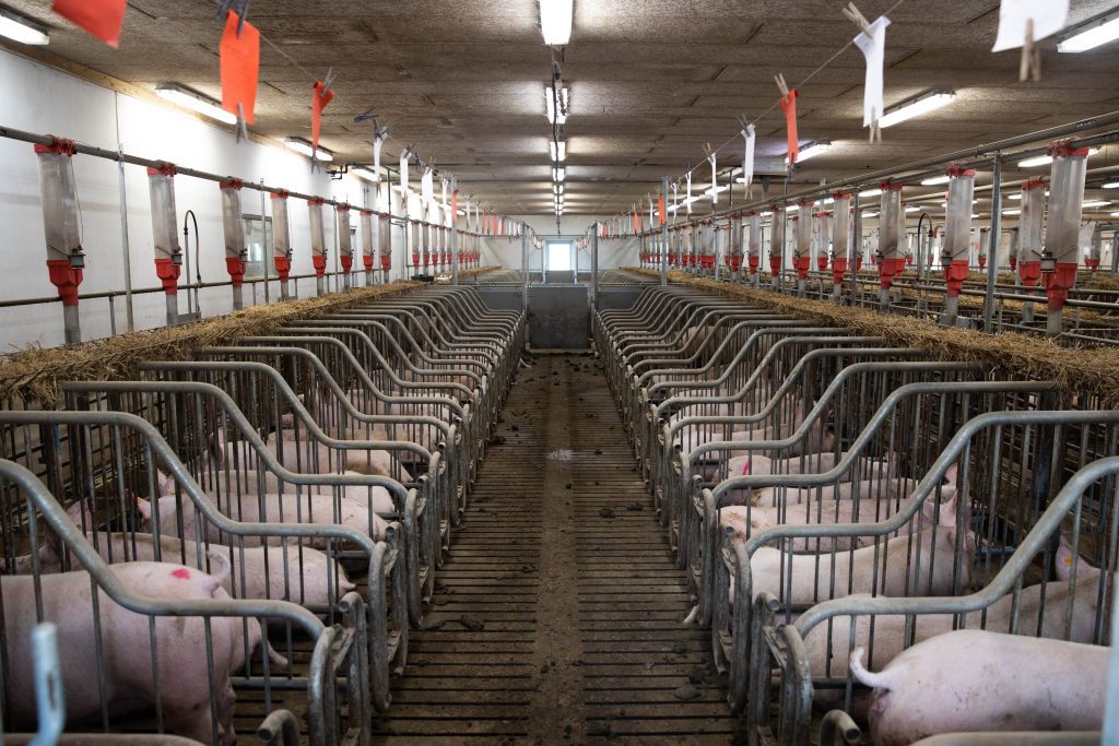 Interior of a pig farming facility with rows of pens and feeding systems.