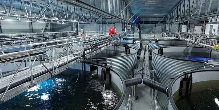 Tanks of fish